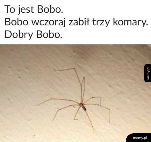 Pająk Bobo