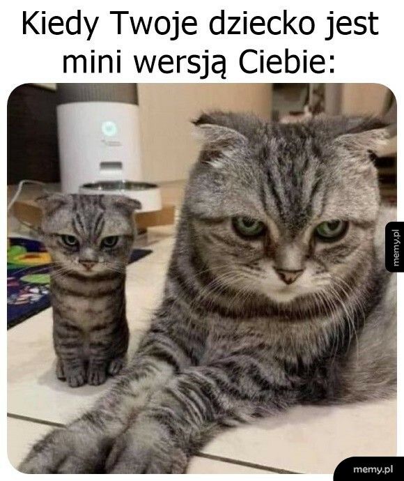 Genów nie oszukasz