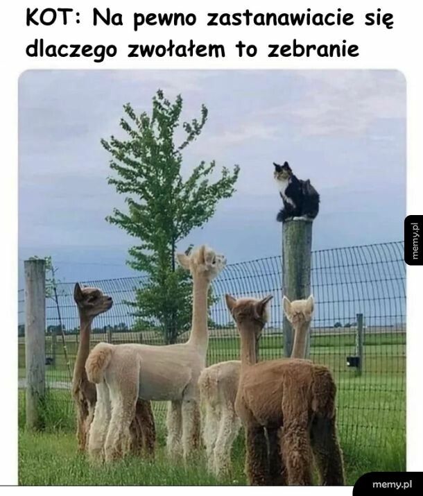 Zebranie