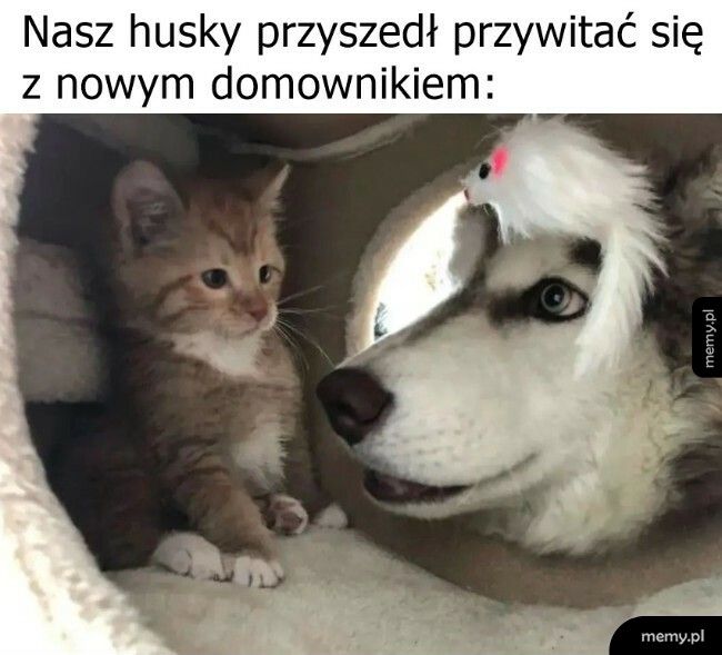 Nowy domownik