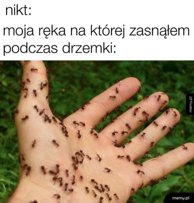 Trochę mrowi