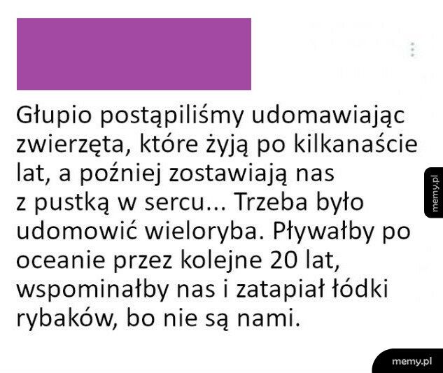 Udomowione zwierzęta