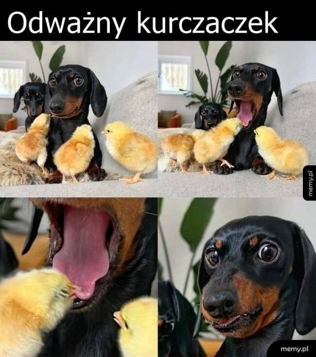 Dziabnął