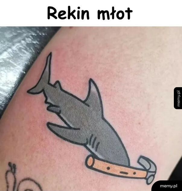 Rekin młot