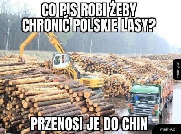 Polskie lasy