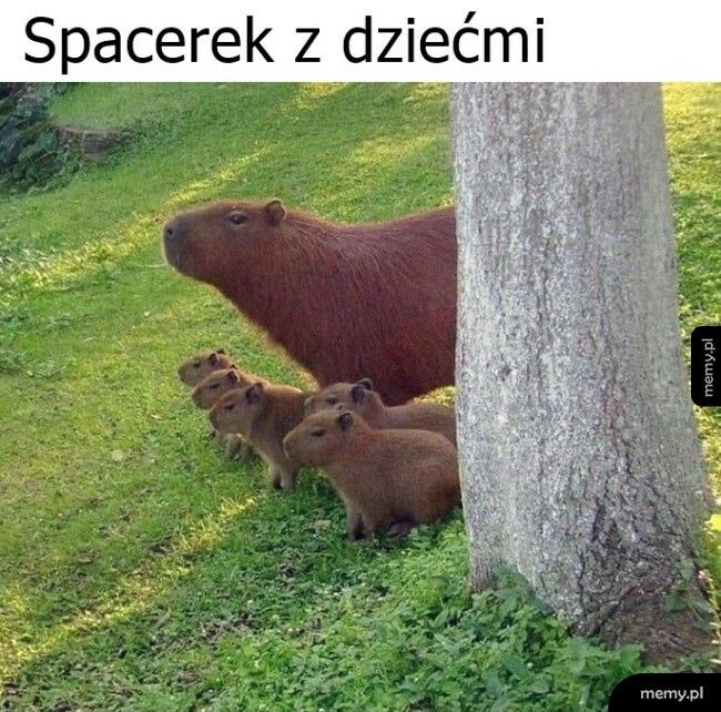 Spacerek