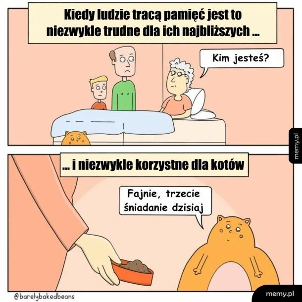 Koty zawsze wyjdą na swoje