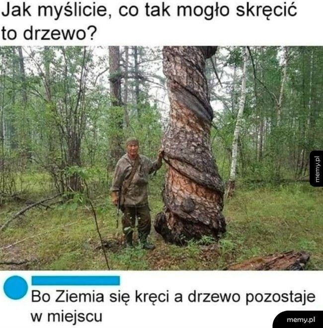 Skręcone drzewo