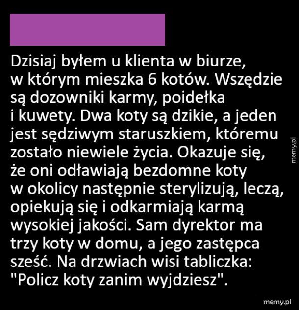 Biuro opanowane przez koty