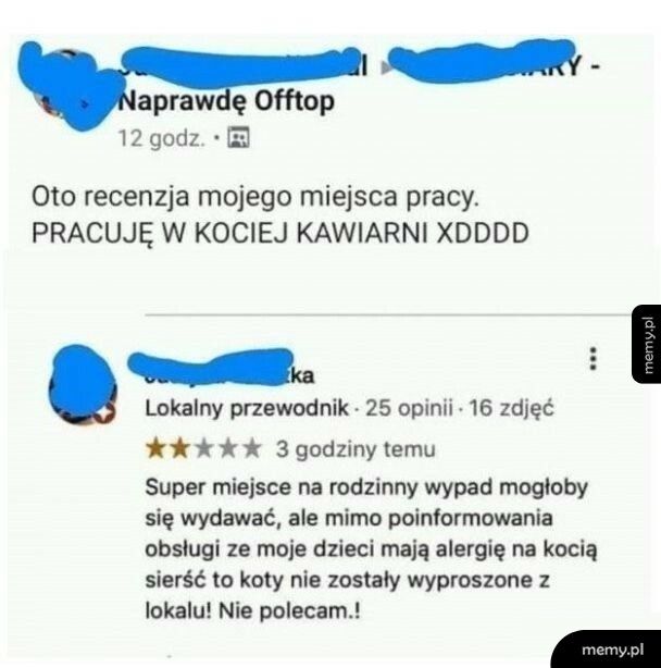 Recenzja kociej kawiarni