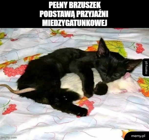 Przyjaźń