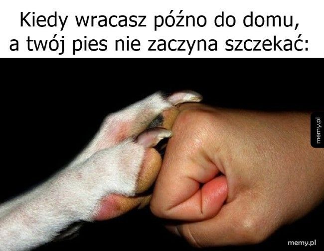 Dzięki, piesku