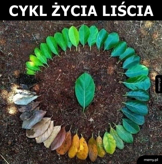 Cykl życia liścia