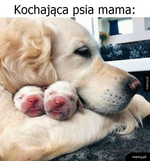 Kochająca, psia mama