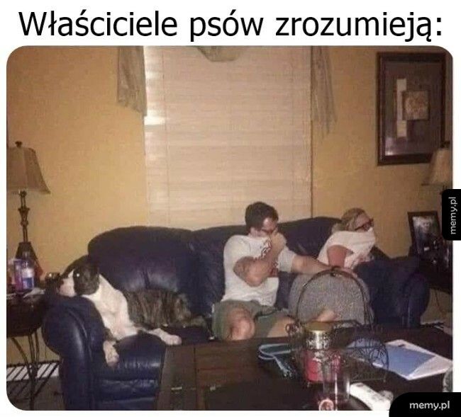 Psy to potrafią zepsuć atmosferę