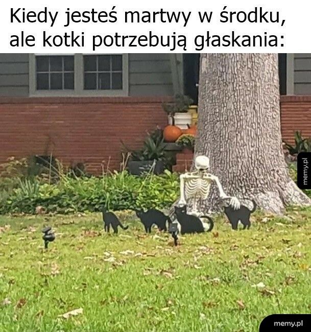 Kotki przede wszystkim