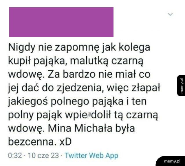 Jedzenie dla czarnej wdowy