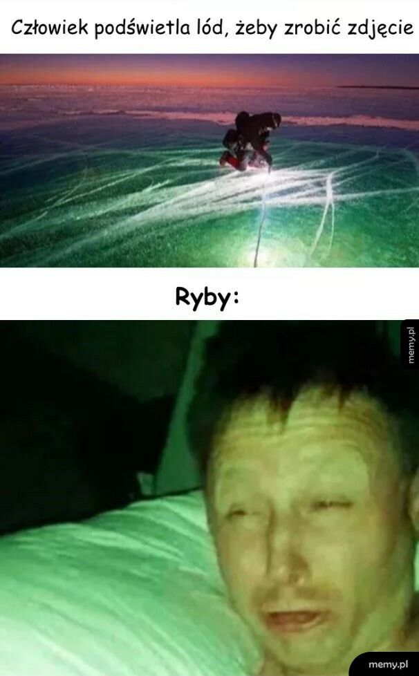 Ryby