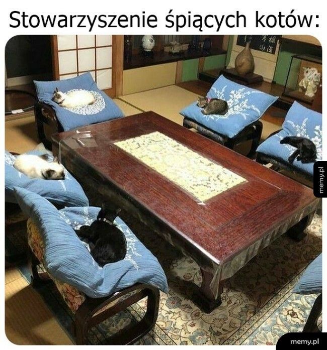 Stowarzyszenie śpiących kotów