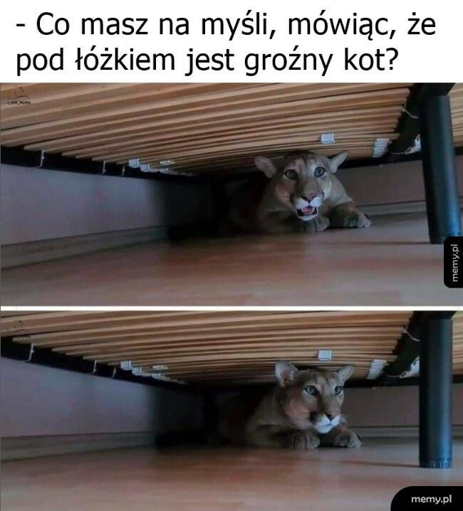 Groźny kot pod łóżkiem