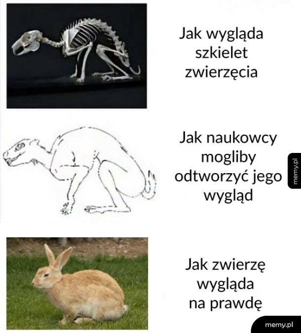 Szkielet i wygląd