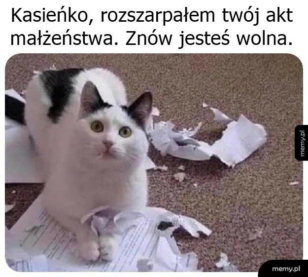 Kot orzekł rozwód