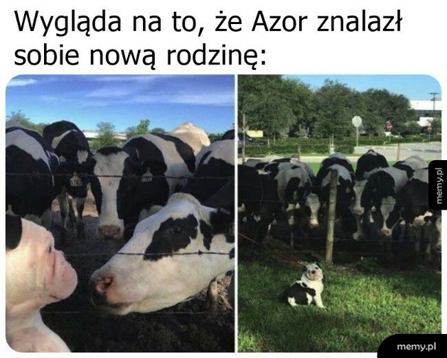 Nowa rodzinka