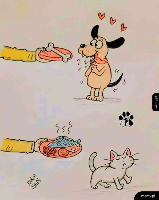 Psy vs. Koty