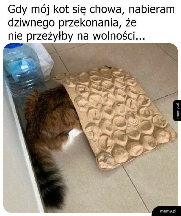 Domowy kotek