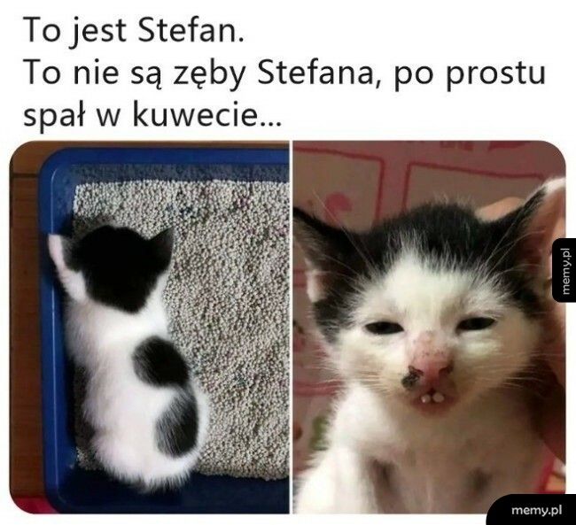 Kot Stefan