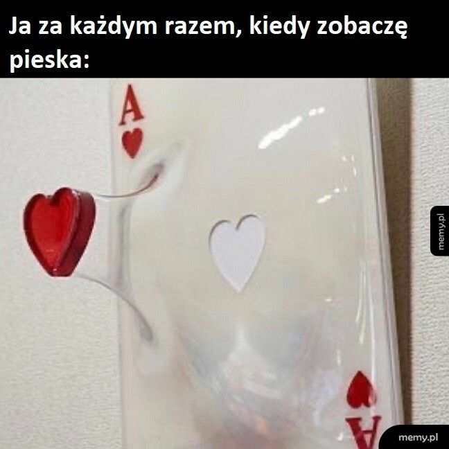 Piesek na horyzoncie