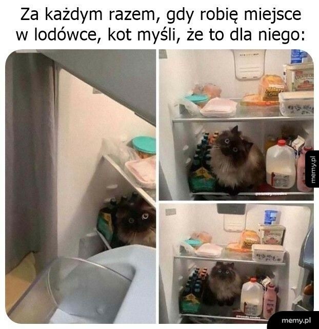 Miejsce w lodówce