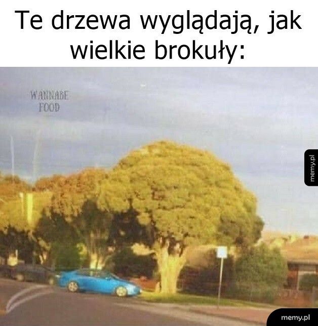 Wielkie brokuły