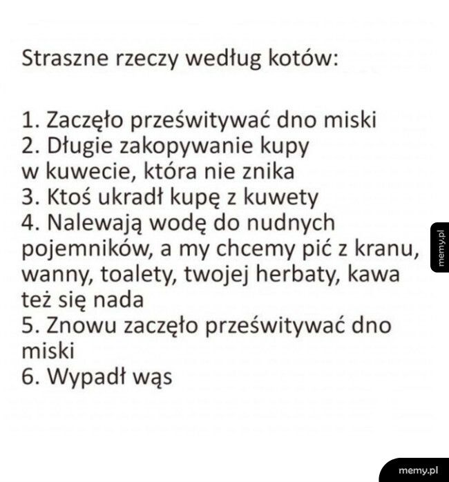 Straszne rzeczy według kotów