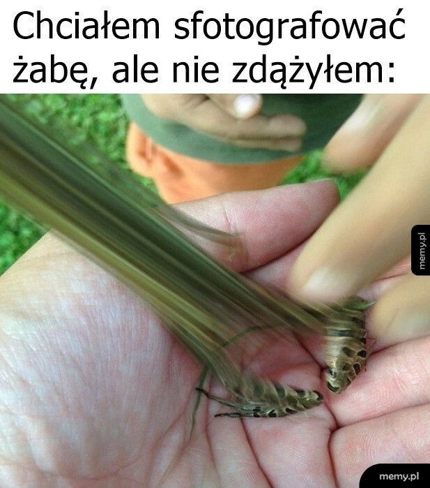 Zdjęcie