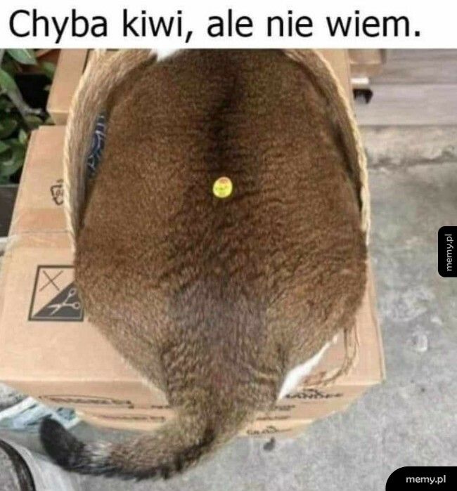 Chyba kiwi