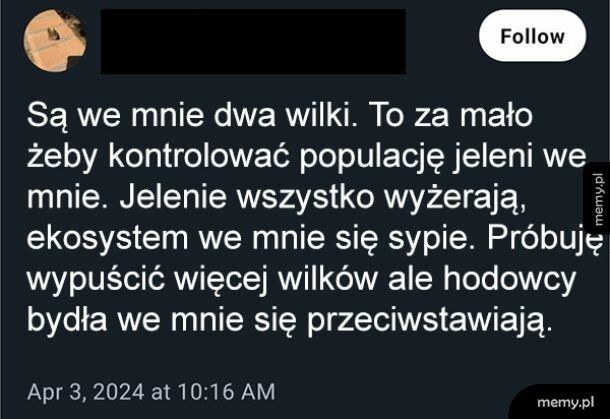 Są we mnie dwa wilki