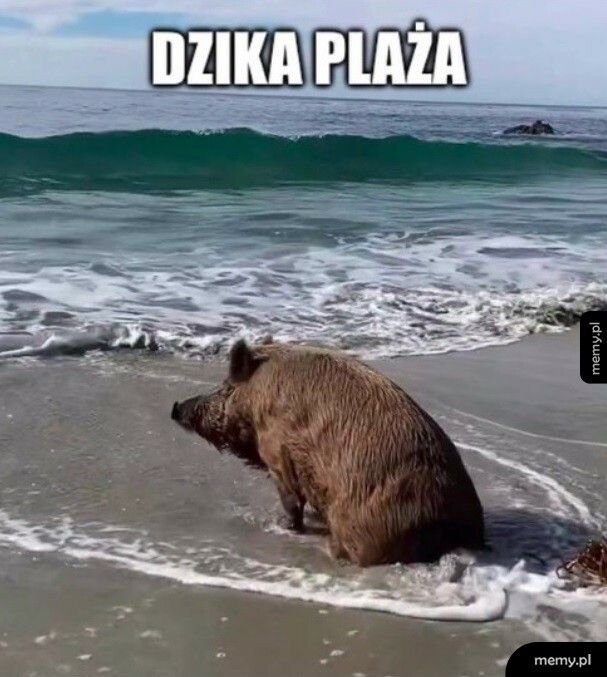 Dzika plaża