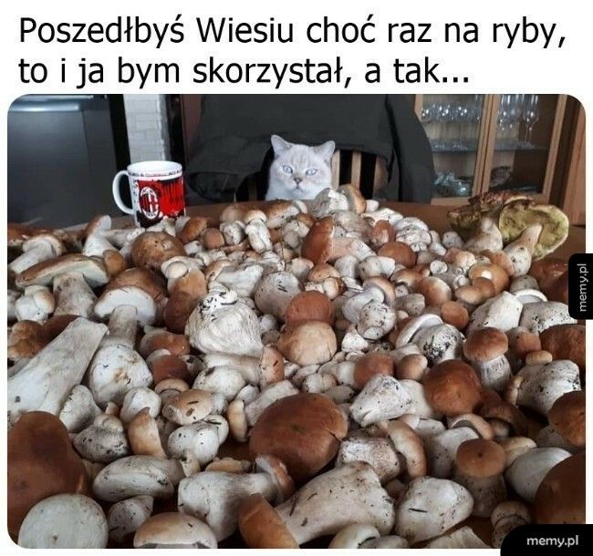 No weź idź na rybki