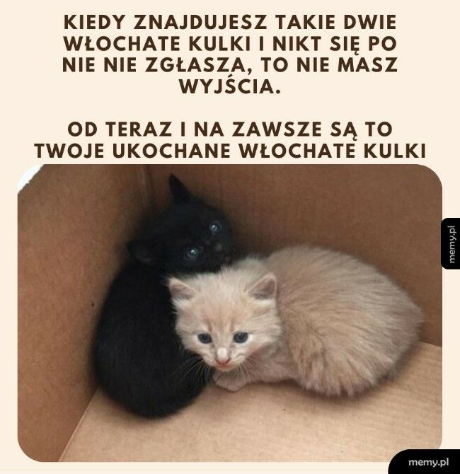 Dwie włochate kulki