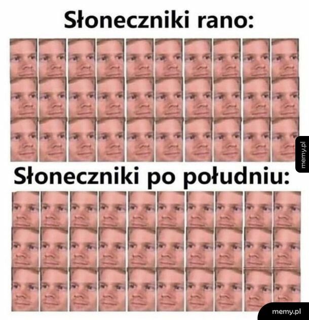 Zawsze w stronę słońca