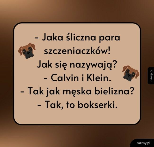 Śliczna para szczeniaczków