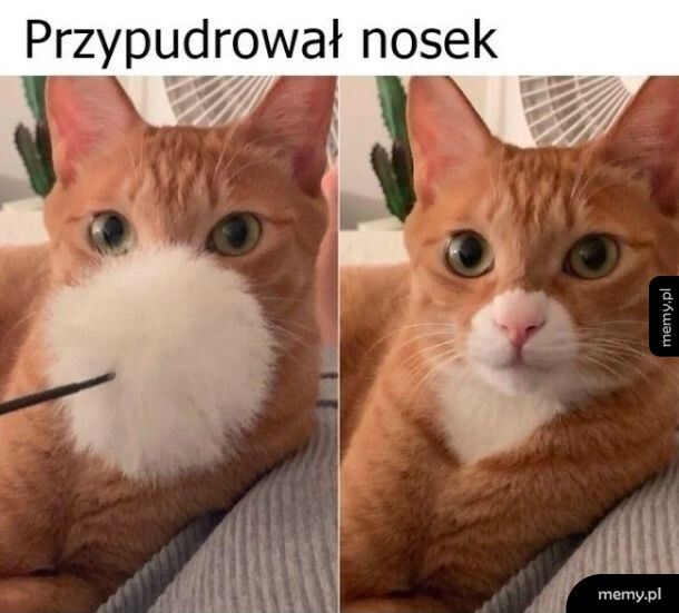 Przypudrował nosek