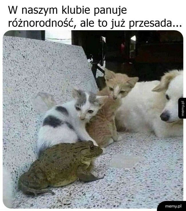 No już bez przesady