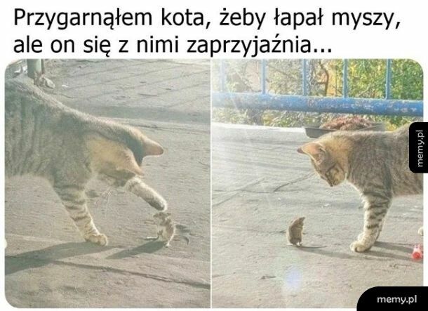 Przyjaźń