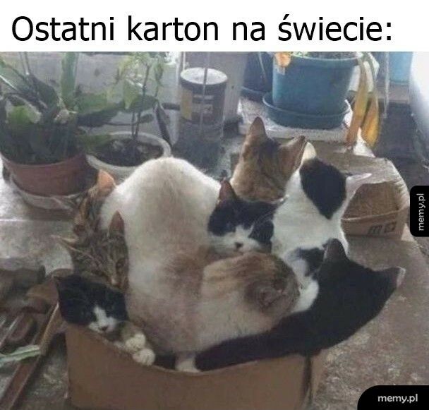 Ostatni karton na świecie