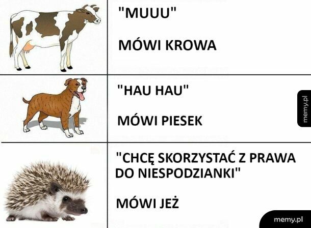 Jak robią zwierzęta