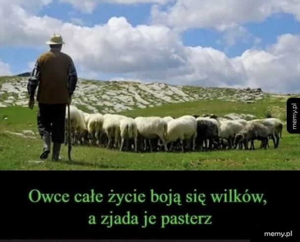 sheepeople ... egzystencję nazywają życiem