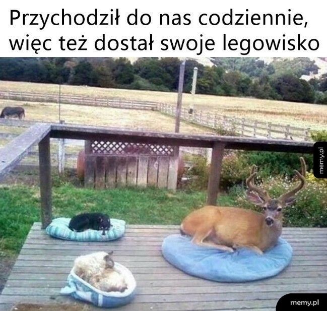 I nawet skorzystał