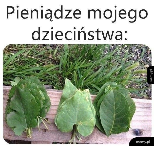 Wtedy jeszcze rosły na drzewach